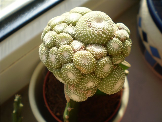 kaktus